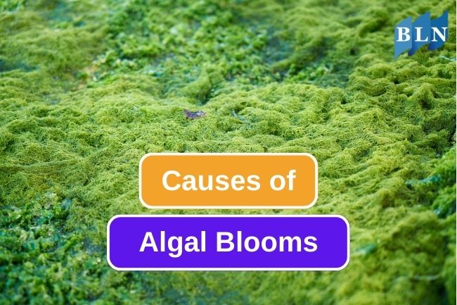 This is What Causing Algal Blooming